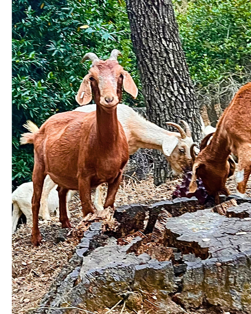 Goats at Allen Calvin Campus